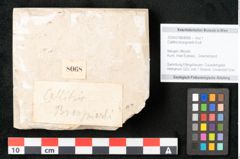 Foto (Objekt + Etikett) von Callitris brongniartii Endl. (NHMW-GEO-2024-0188-8068)